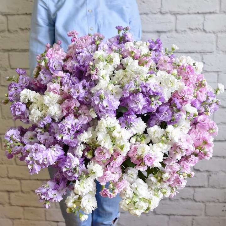 Облако маттиол в Смоленске