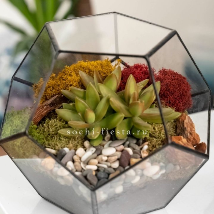 Флорариум “Додекаэдр” с суккулентом Седум в Смоленске