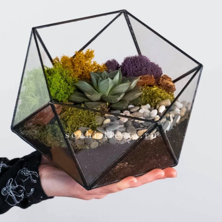 Флорариум “Икосаэдр” с суккулентом Каменная Роза в Смоленске
