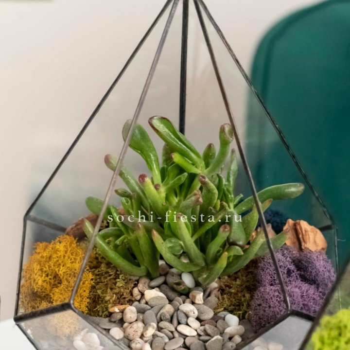 Флорариум “Капля” с суккулентом Крассула Хоббит в Смоленске