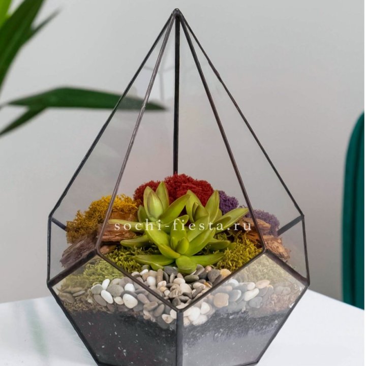 Флорариум Капля с суккулентом в Смоленске
