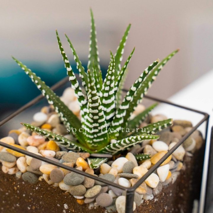 Флорариум Кубик с суккулентом Хавортия в Смоленске