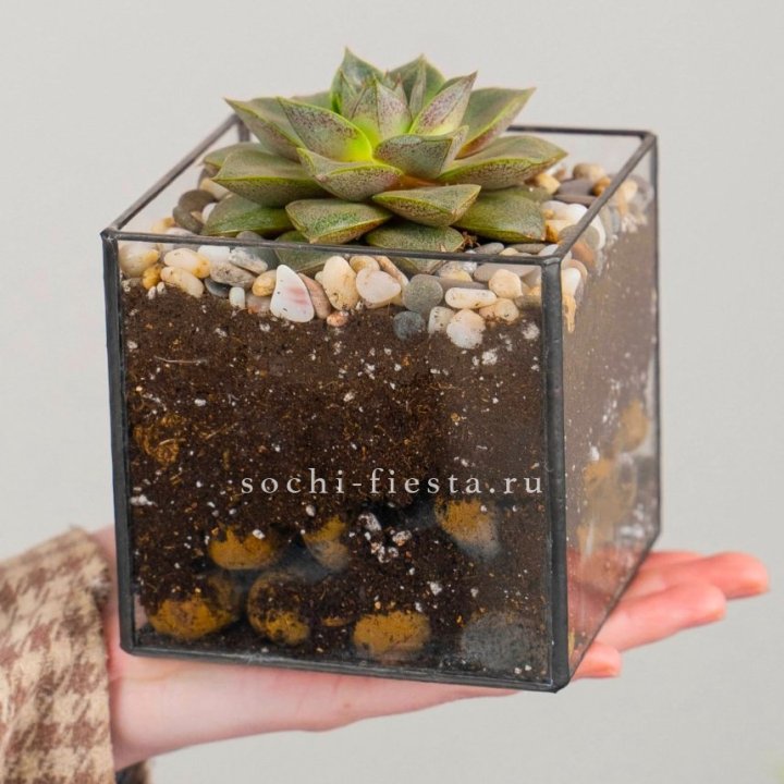 Флорариум Кубик с суккулентом Каменная роза в Смоленске