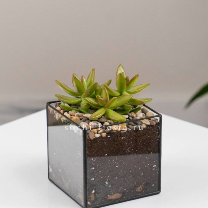 Флорариум Кубик с суккулентом Седум в Смоленске
