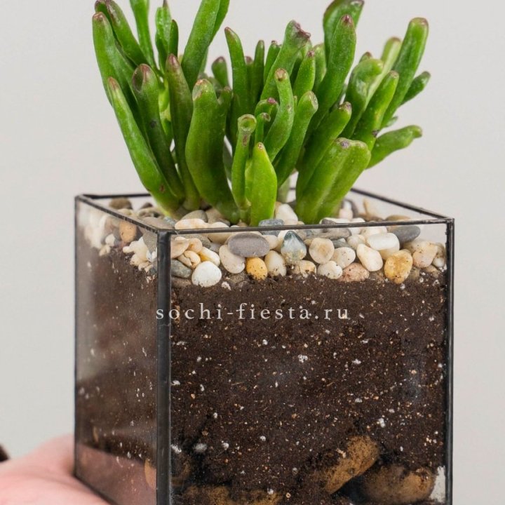 Флорариум Кубик с суккулентом Хоббит в Смоленске