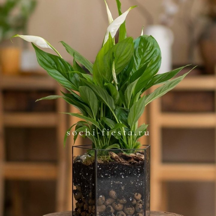 Спатифиллум в кашпо Пятиугольник в Смоленске