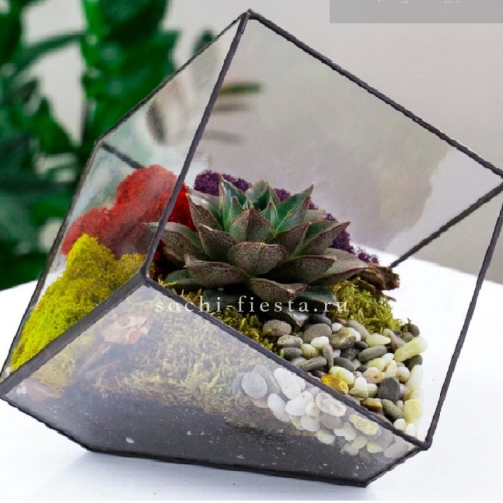 Флорариум Куб усеченный с суккулентом Каменная роза в Смоленске