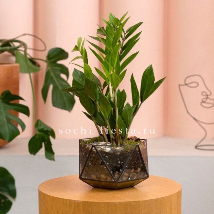 Замиокулькас в кашпо Икосаедр в Смоленске
