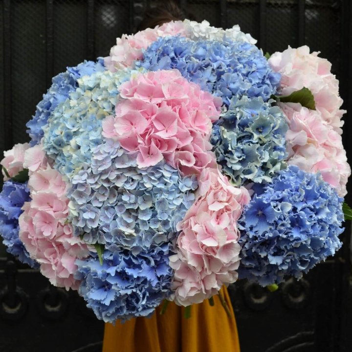 Букет гортензий "Фонтан" в Смоленске