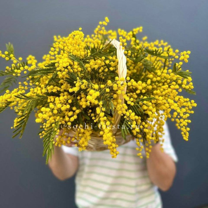 Весенняя корзина мимозы в Смоленске