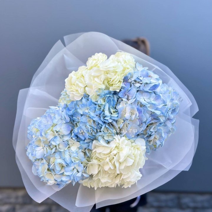 5 бело-голубых гортензий в Смоленске