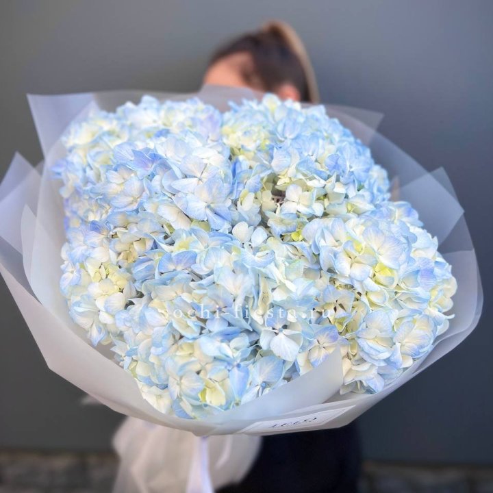 5 голубых гортензий в Смоленске