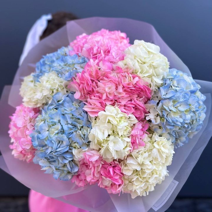 11 гортензий микс в Смоленске