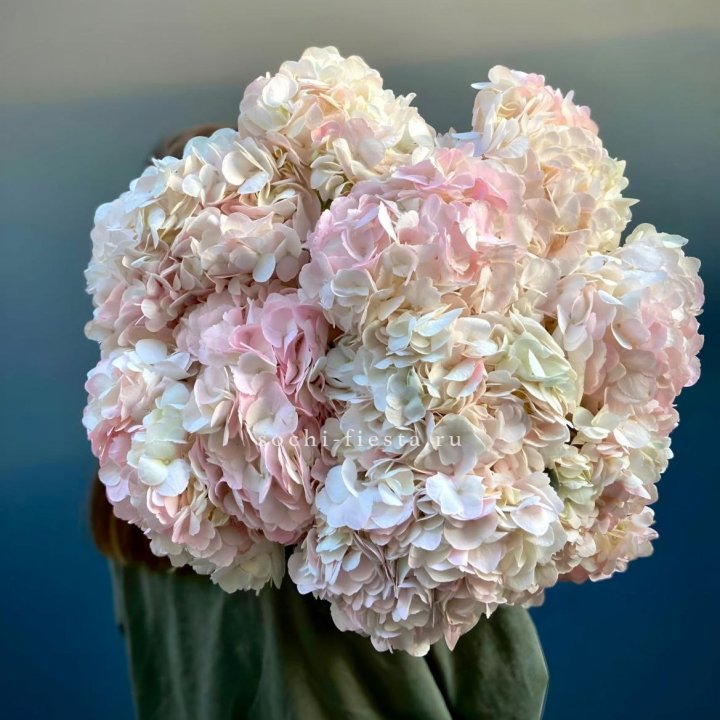 Охапка розовой гортензии в Смоленске