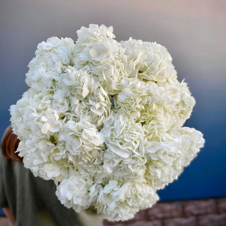 Охапка белой гортензии в Смоленске
