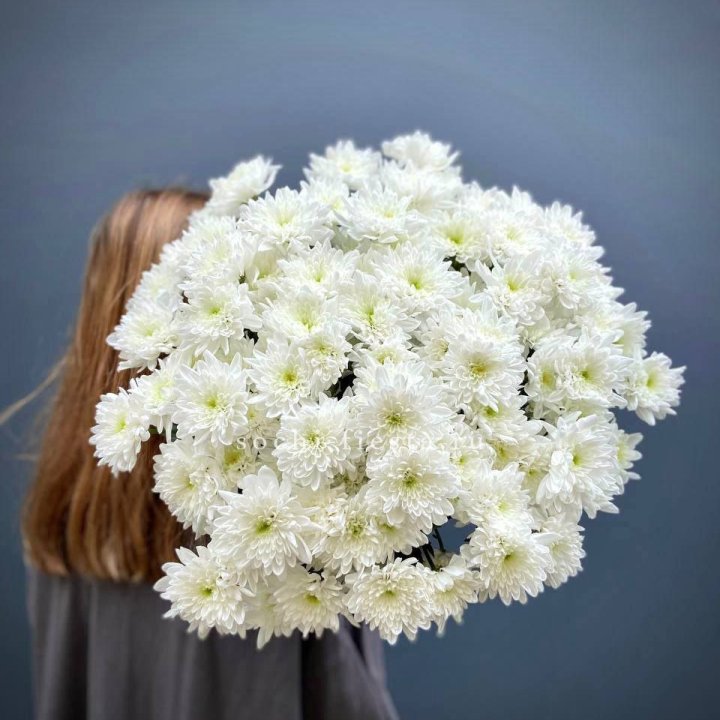 Охапка Хризантемы кустовой в Смоленске