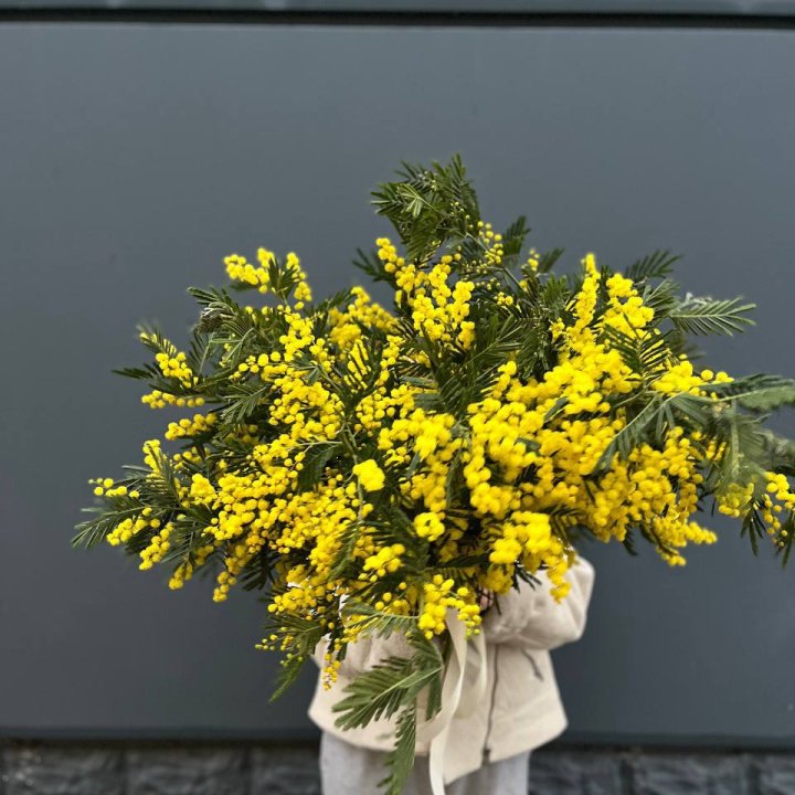 Охопка мимозы в Смоленске