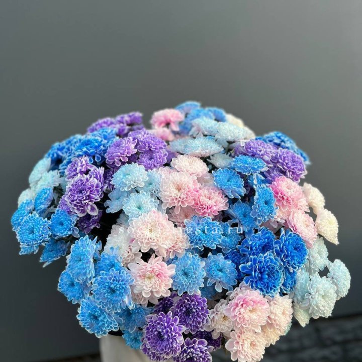 25 цветных хризантем в Смоленске