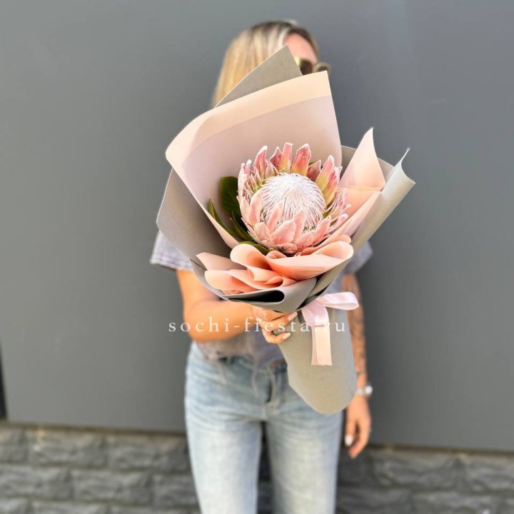 Протея мини  в Смоленске