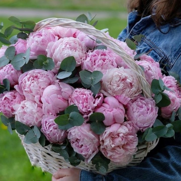 51 пион в корзине в Смоленске