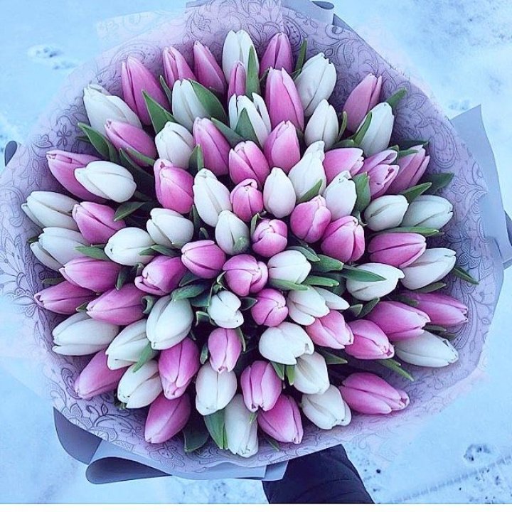 101 тюльпан "Лолипоп" в Смоленске